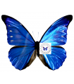 Morpho rethenor cacica