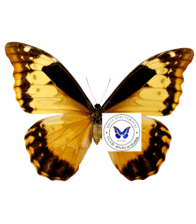 Morpho rethenor cacica (F)