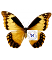 M.rethenor cacica (F)A.1-
