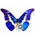 MORPHIDAE