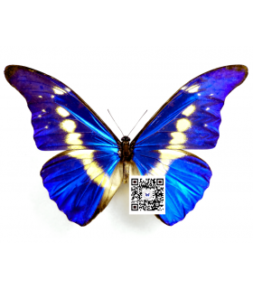 MORPHIDAE