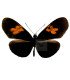 Heliconidae Eueides heliconioides form.pluto