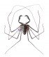 SPIDERS