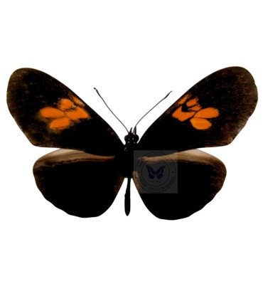 Heliconidae Eueides heliconioides form.pluto