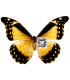 MORPHIDAE
