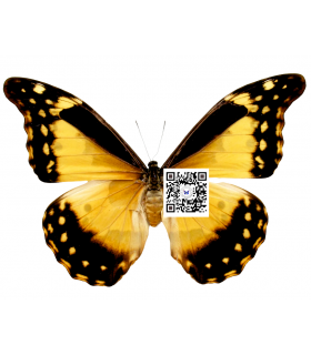 MORPHIDAE