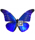 MORPHIDAE