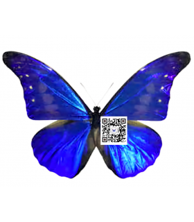 MORPHIDAE