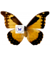 MORPHIDAE