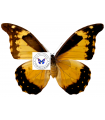 M.mariajosianae(F)A.1-