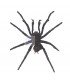 SPIDERS