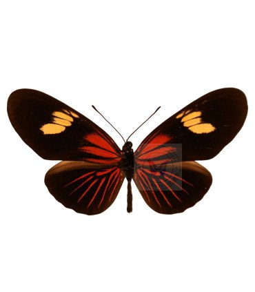 Heliconidae Eueides eanes koenigi