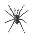 Pamphobeteus antinous