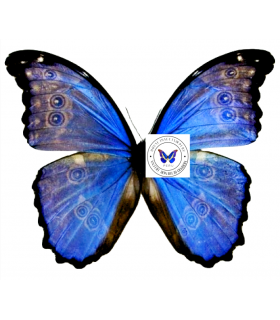 MORPHIDAE