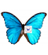 MORPHIDAE