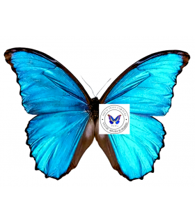 MORPHIDAE