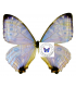 MORPHIDAE