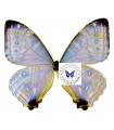 M.sulkowskyi selenarys A.1-