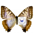MORPHIDAE