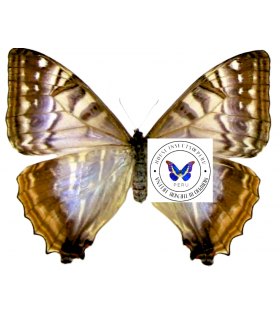 MORPHIDAE
