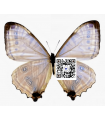 M.sulkowskyi descimokoenigi