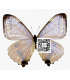 MORPHIDAE