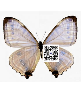 MORPHIDAE