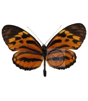 Heliconidae Heliconius hecale sisyphus