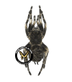 Acanthoscurria juruenicola
