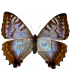 MORPHIDAE