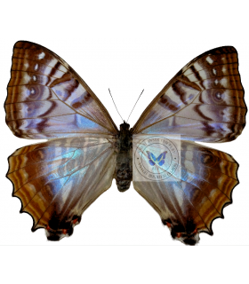 MORPHIDAE