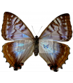 M.S.descimokoenigi(F)A.1-