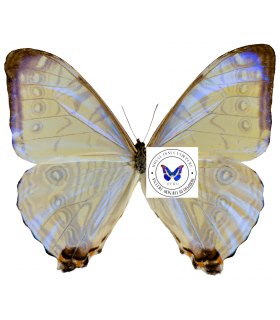 MORPHIDAE