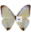 Morpho sulkowskyi zachi