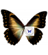 MORPHIDAE