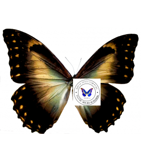 MORPHIDAE