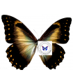 M.telemachus penelope A.1-