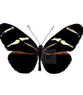 Heliconius antiochus antiochus