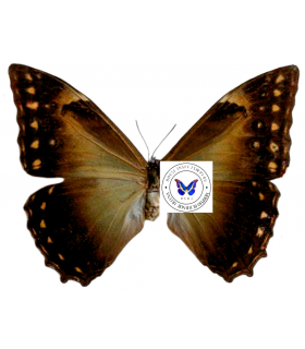 MORPHIDAE