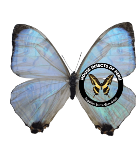 MORPHIDAE