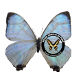 Morpho  sulkowskyi nieva
