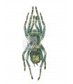 Hapalotremus carabaya
