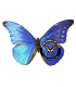 MORPHIDAE