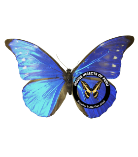 MORPHIDAE