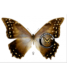 MORPHIDAE
