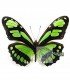 HELICONIDAE