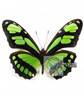 HELICONIDAE