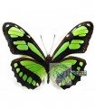 P.(Metamorpha) dido