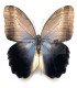 BRASSOLIDAE