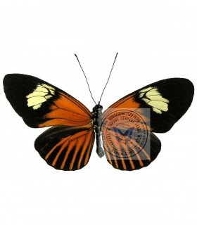 HELICONIDAE